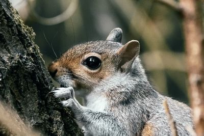 Close-up of squirrel