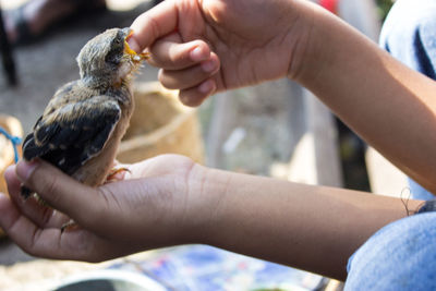 Close-up of hand holding bird