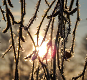 Close-up of plants against sky