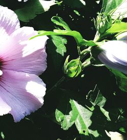 Close-up of flower blooming outdoors