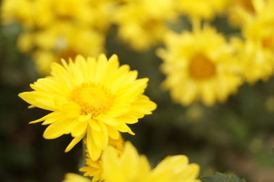 Close-up of yellow flowering plant