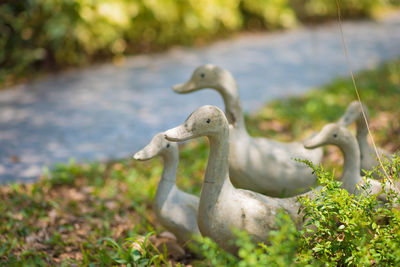 Close-up of birds on field