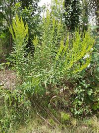 Plants growing on field