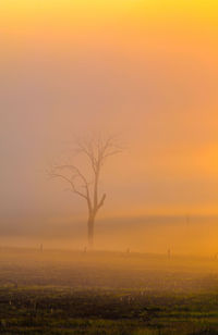 Bare tree on landscape against sky at sunset