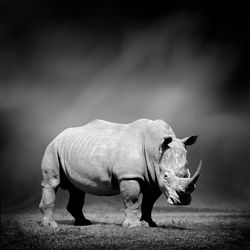 Dramatic black and white image of a rhino on black background