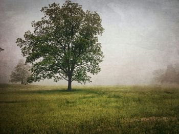 Scenic view of grassy field against sky