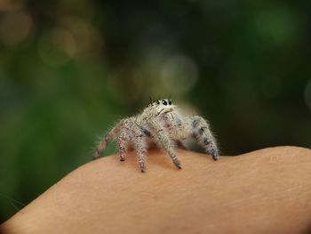 Close-up of insect on hand