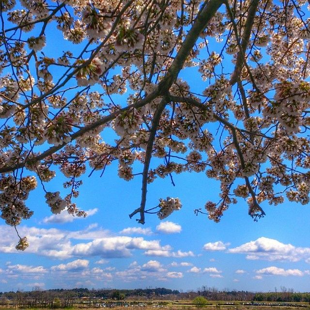 tree, growth, branch, beauty in nature, tranquility, nature, sky, field, tranquil scene, landscape, flower, blue, scenics, day, sunlight, outdoors, no people, grass, rural scene, blossom