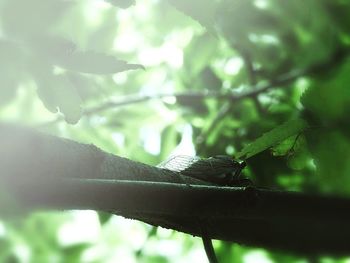 Close-up of grasshopper perching on tree