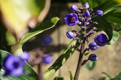 Close-up of purple flowers