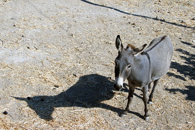 A grey donkey in patmos, greece