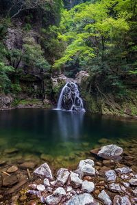 Scenic view of waterfall in forest