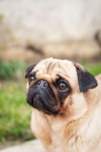 Close-up portrait of a dog