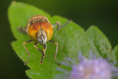 Close-up of insect on flower