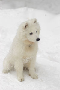 Portrait of white dog on snow covered land