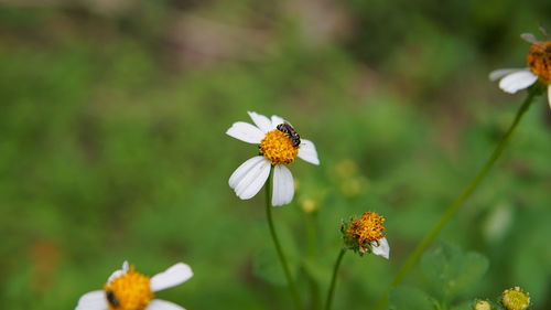 Honey bees pollinating on flower in the garden.