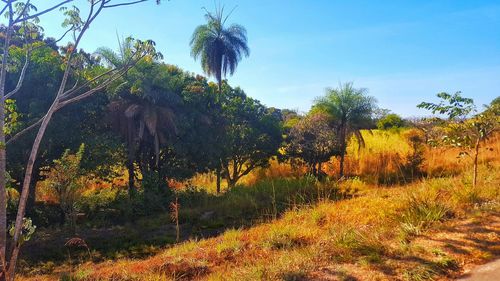 Scenic view of landscape against clear sky