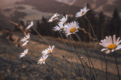 Close-up of white flowers on field