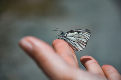 Close-up of butterfly on hand