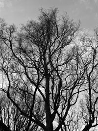 Low angle view of silhouette bare trees against sky