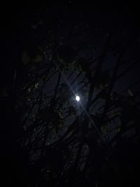 Low angle view of trees against sky at night