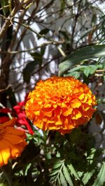 Close-up of orange flowers blooming outdoors