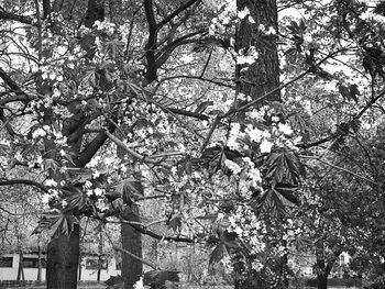 Low angle view of trees