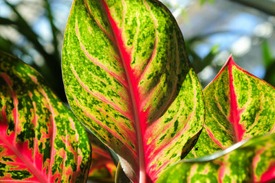 Marco of the speckled varigation on an aglaonema.