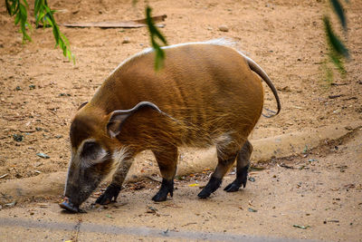 Red river hog on field at zoo