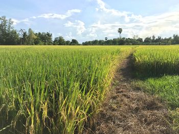 Scenic view of agricultural field against sky