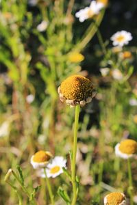 Close-up of yellow flowering plant on land