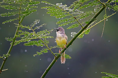 Bird perching on a tree