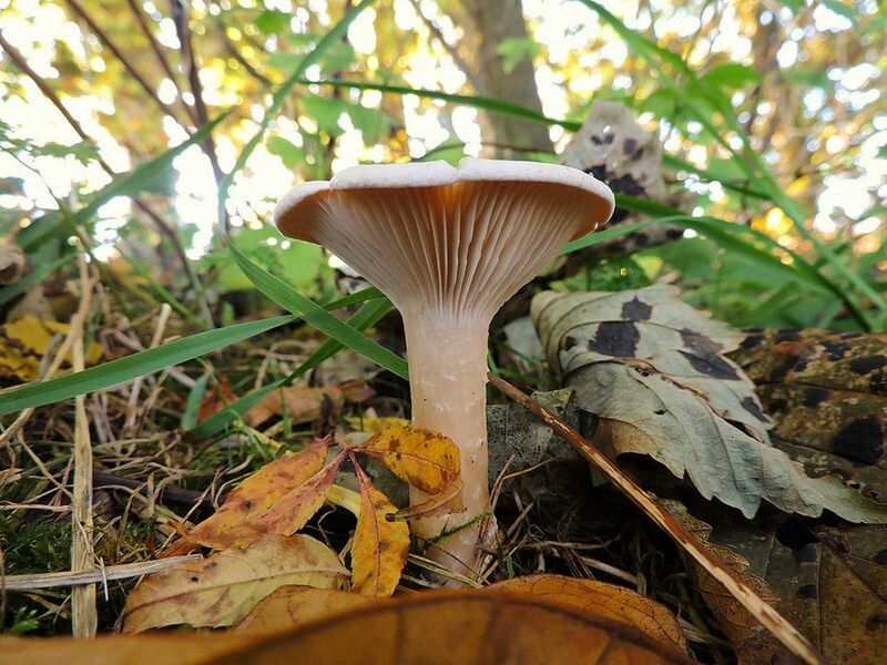 mushroom, fungus, leaf, focus on foreground, growth, forest, close-up, nature, tree, wood - material, plant, dry, day, toadstool, outdoors, grass, selective focus, field, no people, tranquility