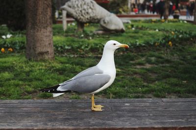 Seagull perching on wood in park