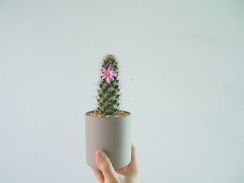 Close-up of hand holding cactus flower against white background