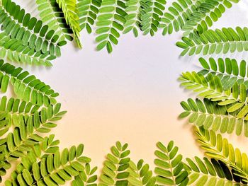 Close-up of fern leaves