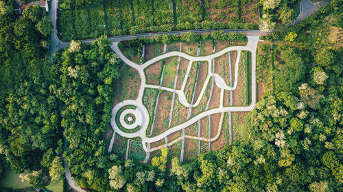 High angle view of plants