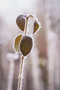 Close-up of flower bud