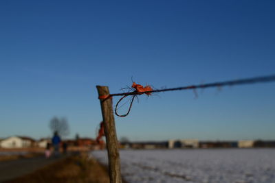 Close-up of grasshopper against clear blue sky