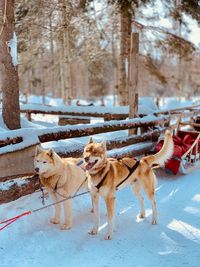 Dogs on snow covered land