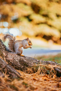 Close-up of squirrel on rock