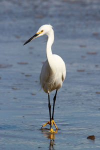 Bird perching on a lake