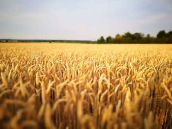 Close-up of wheat field against sky