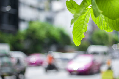 Close-up of plant on street in city