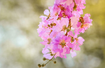 Close-up of insect on pink flower