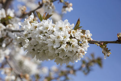 Close-up of white cherry blossom tree