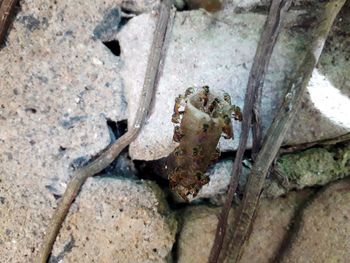 High angle view of rusty metal