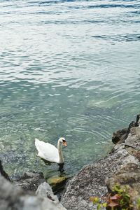 High angle view of swan swimming on lake