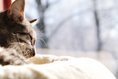 Close-up of a cat in profile laying in bed in the sun 