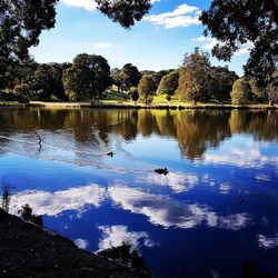 View of birds swimming in lake